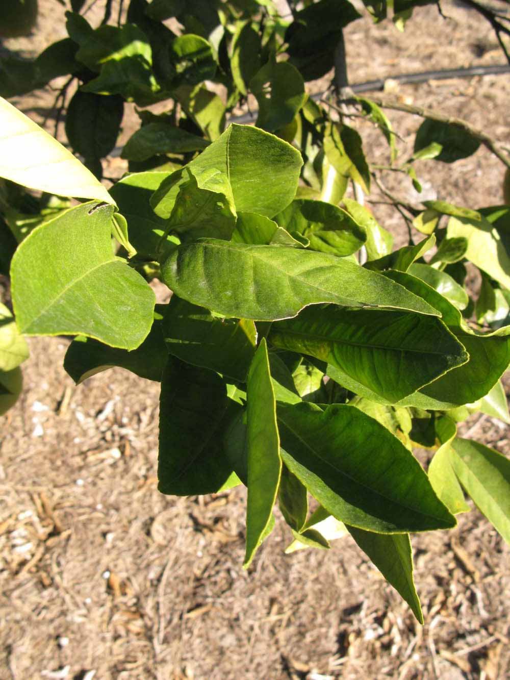            Sun leaves (Winter Haven, FL)   